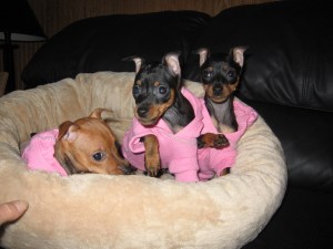 pink pups1