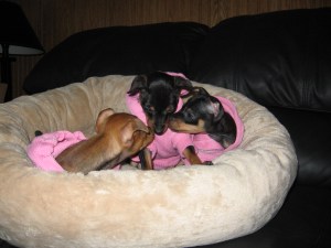 pink pups2