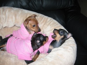 pink pups4