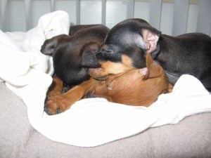 pups first day - nap