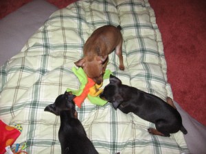 pups first day -play time