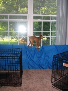 Most dogs go through agility tunnels, but Aspen likes to show off with a balancing act!