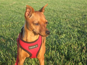 Aspen in Ft. Collins