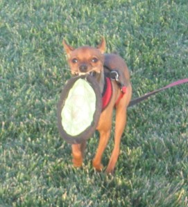Aspen enjoyed a game of frisbee at Fossil Creek Park.