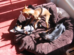 Playful pups, or a warning of potential problems?